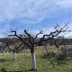 curățării pomii fructiferi medi și intensivi la nr 