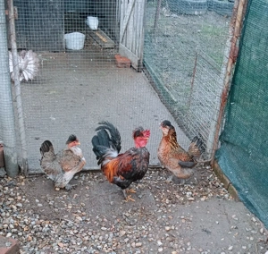 familie credli - imagine 5