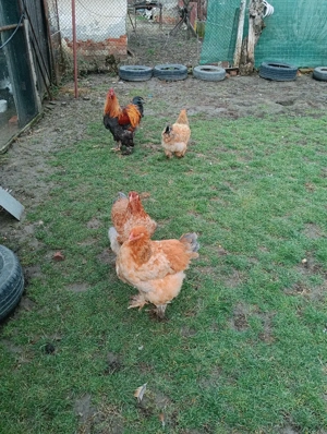 Gaini brahma  - imagine 2