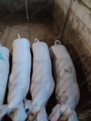 Purceiiiii - imagine 2