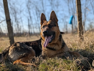   Vând pui Ciobănesc German linie veche, talie mare născuți pe 12 decembrie 2025!