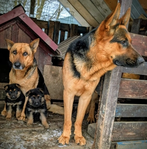   Vând pui Ciobănesc German linie veche, talie mare născuți pe 12 decembrie 2025! - imagine 4