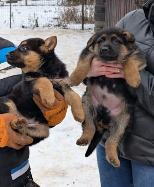   Vând pui Ciobănesc German linie veche, talie mare născuți pe 12 decembrie 2025! - imagine 3