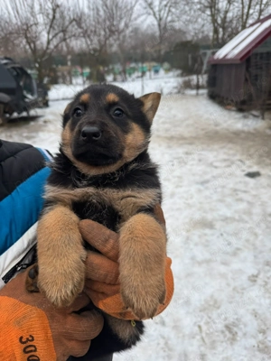   Vând pui Ciobănesc German linie veche, talie mare născuți pe 12 decembrie 2025! - imagine 2