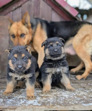   Vând pui Ciobănesc German linie veche, talie mare născuți pe 12 decembrie 2025! - imagine 5