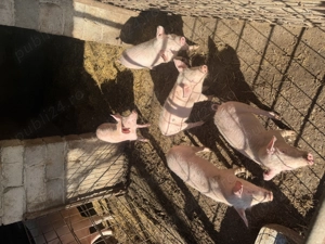 Vând purcei rasa landrace  - imagine 3