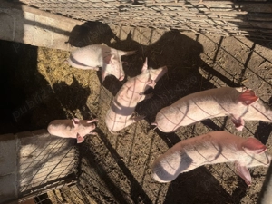 Vând purcei rasa landrace  - imagine 2