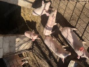 Vând purcei rasa landrace  - imagine 4