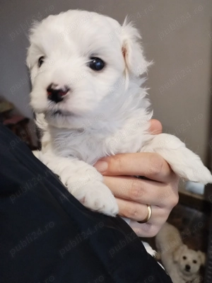 Bichoni foarte dragalasi - imagine 2