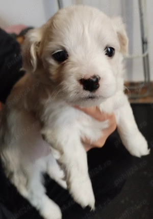 Bichoni foarte dragalasi