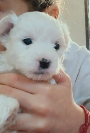 Bichoni foarte dragalasi - imagine 3