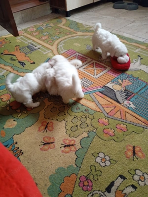 Căței bison tois  - imagine 4