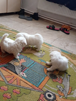 Căței bison tois  - imagine 3