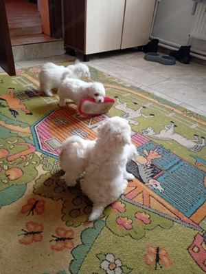 Căței bison tois  - imagine 5