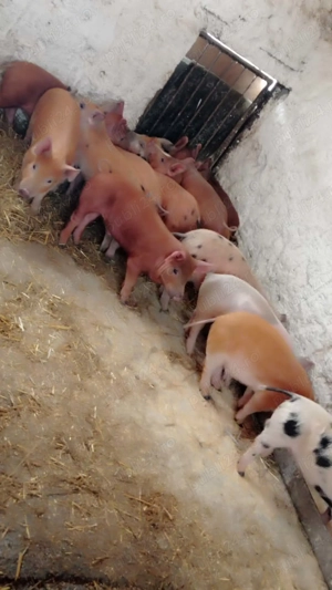 Purcei rasa duroc  - imagine 2