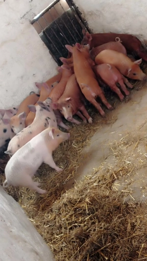 Purcei rasa duroc  - imagine 3