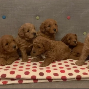 Pui de pudel drăguți