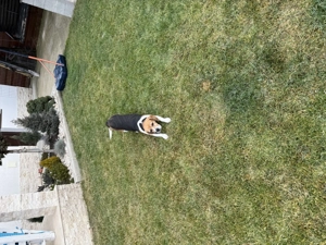 Beagle de vânzare! - imagine 3