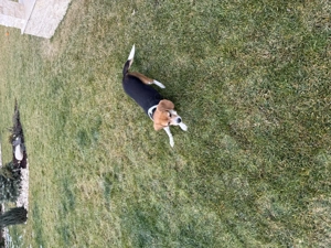 Beagle de vânzare! - imagine 4