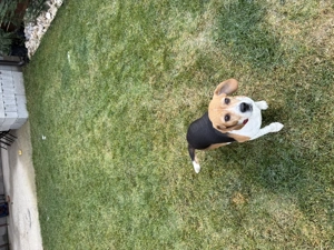 Beagle de vânzare! - imagine 5