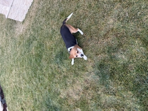 Beagle de vânzare! - imagine 2