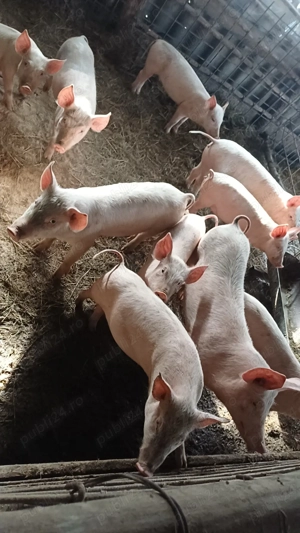 Vand purcei pret de la 500 lei <600lei - imagine 3