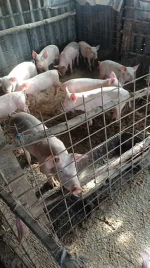 Vand purcei pret de la 500 lei <600lei - imagine 2