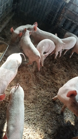 Vand purcei pret de la 500 lei <600lei - imagine 4