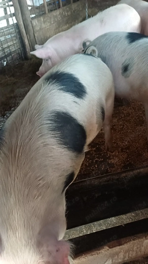 vand pucele genstante in 2luni jumate 