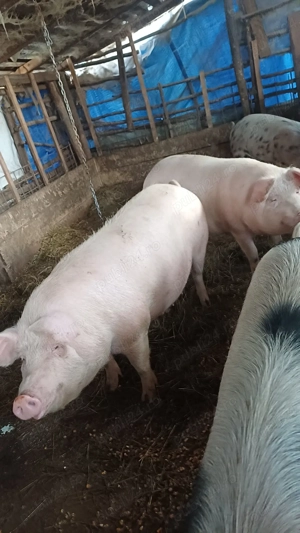 vand pucele genstante in 2luni jumate  - imagine 3