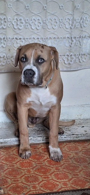 vînd câine bully American - imagine 2