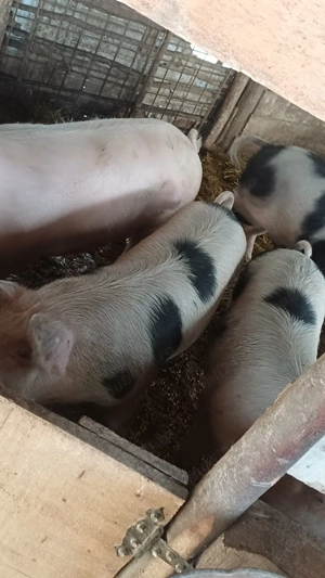 vand pucele genstante in 2luni jumate  - imagine 4