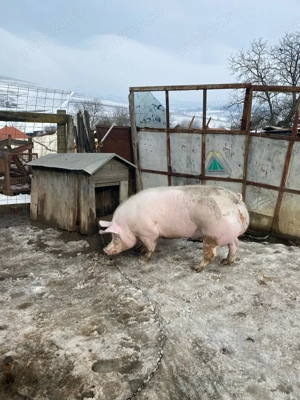 Vand porc de carne - imagine 2