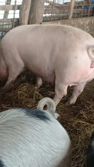 vand pucele genstante in 2luni jumate  - imagine 2