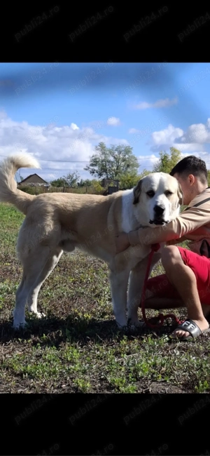 mascul asia centrala  - imagine 4