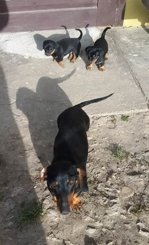 Vând teckel mascul 5 săptămâni