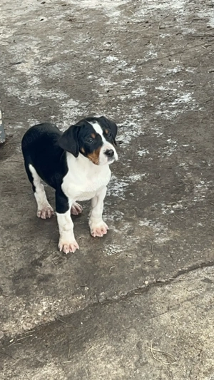 caini de vanatoare  - imagine 2