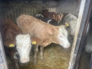 Vând 4 tăurași și 4 vițele!!! - imagine 2