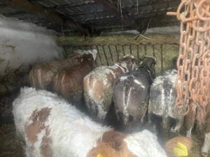 Vând 4 tăurași și 4 vițele!!!