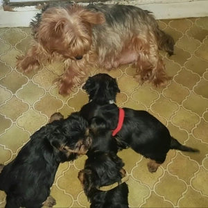 Pui frumoși din rasa Yorkshire 