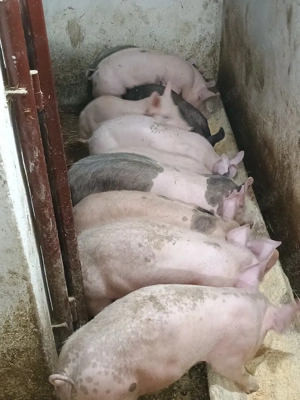 purcei de vânzare  - imagine 3