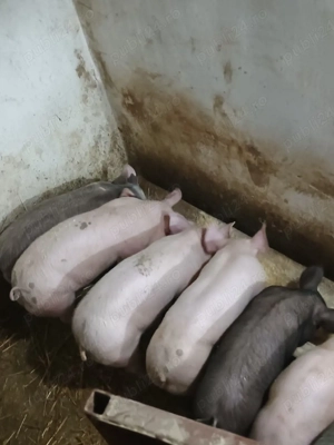 purcei de vânzare  - imagine 2