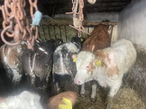 Vând 4 tăurași și 4 vițele!!! - imagine 4