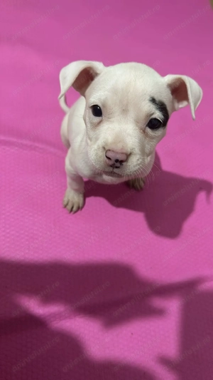 Pui Amstaff de Top   Linie Puternică, Calitate Premium - imagine 4