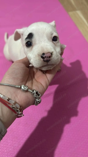 American Staffordshire Amstaff - imagine 5