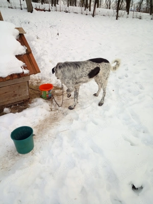 Donez caiine frumos  - imagine 3