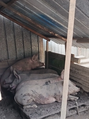 porci de vanzare - imagine 3