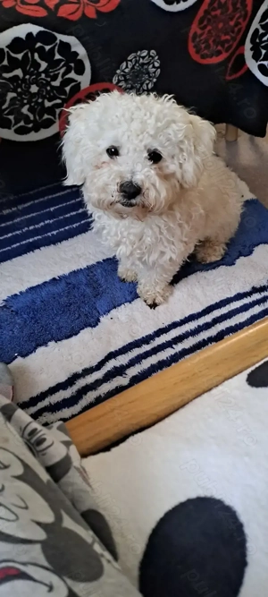 Bichon de vanzare 