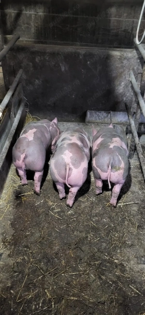 Vând purcei Pietrain  - imagine 5