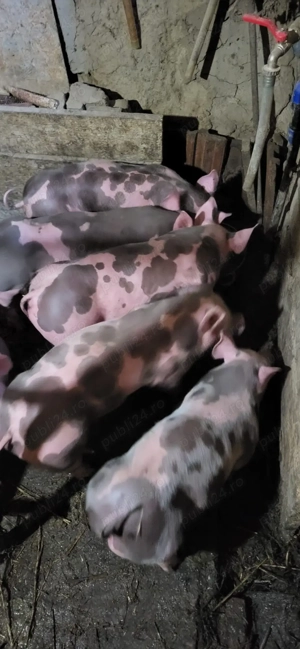 Vand purcei pietrain  - imagine 4